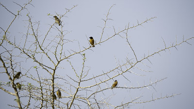 Village Weaver / Grote Textorwever