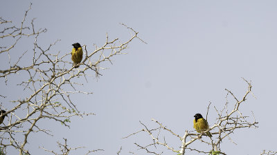 Village Weaver / Grote Textorwever
