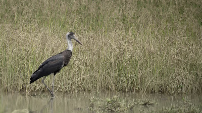 Woolly-necked Stork / Bisschopsooievaar