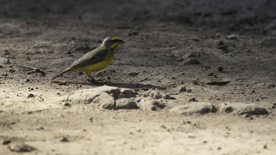 Yellow-fronted Canary / Mozambiquesijs