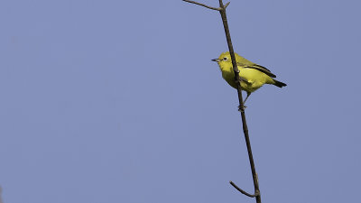 Yellow White-eye / Noordelijke Afrikaanse Brilvogel