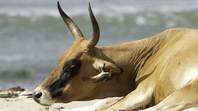 Yellow-billed Oxpecker / Geelsnavel Ossenpikker