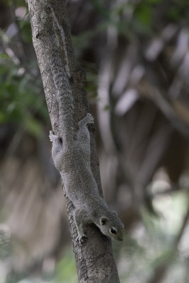 Gambian Sun Squirrel / Kleine Zonne-eekhoorn