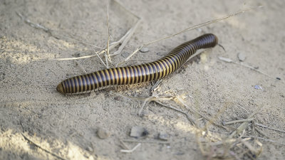 Geleedpotigen / Arthropods