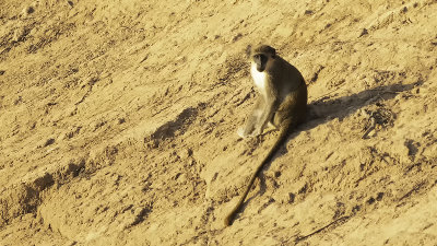 Groene meerkat / Green vervet monkey