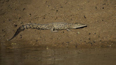 Nile Crocodile / Nijlkrokodil