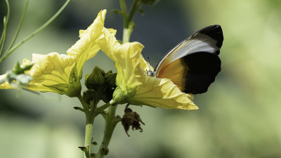 Kleine monarchvlinder / Danaus chrysippus