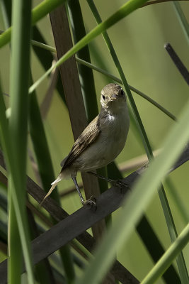 African Reed Warbler / Kortvleugelkarekiet