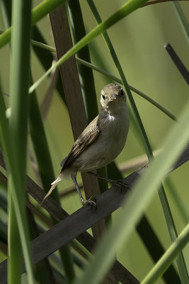 African reed warbler.jpg