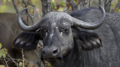 African Buffalo / Afrikaanse Buffel