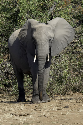 African Elephant / Afrikaanse Olifant