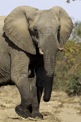 African Elephant / Afrikaanse Olifant