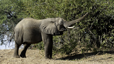 African Elephant / Afrikaanse Olifant