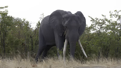 African Elephant / Afrikaanse Olifant