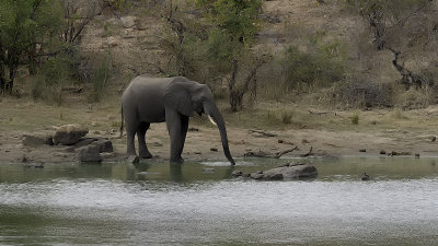 African Elephant / Afrikaanse Olifant