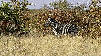 Burchell's Zebra / Burchell's Zebra.jpg