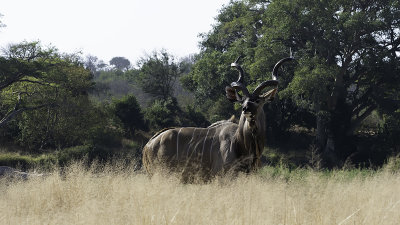 Greater Kudu / Grote Koedoe