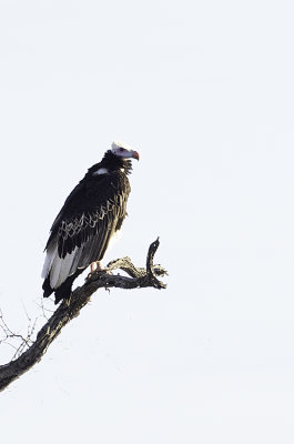 Witkopgier / White-headed vulture