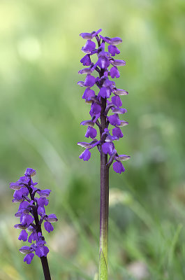 Orchideeën / Orchidaceae 