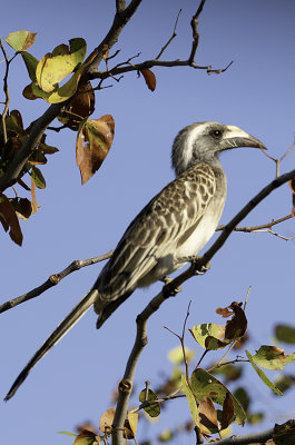 African grey Hornbill / Grijze Tok