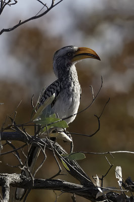 Northern Red-billed Hornbill / Roodsnaveltok
