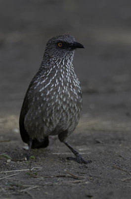 Arrow-marked Babbler / Pijlpuntbabbelaar