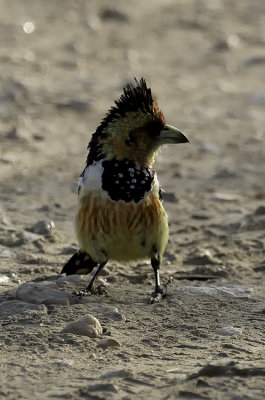 Crested Barbet / Kuifbaardvogel