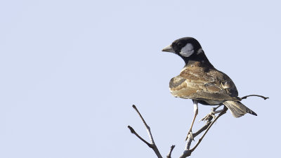 Chestnut-backed Sparrowlark / Bruinrugvinkleeuwerik 