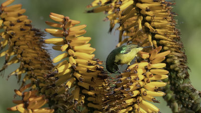 Collared Sunbird / Halsbandhoningzuiger