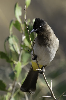 Dark-capped Bulbul / Driekleurbuulbuul