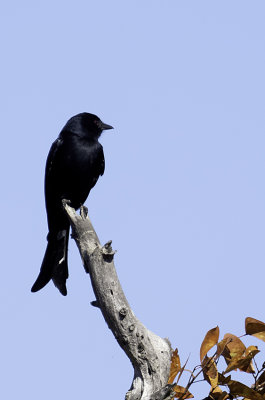 Fork-tailed Drongo / Treurdrongo