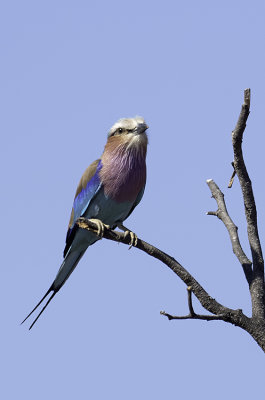 Vorkstaartscharrelaar / Lilac-breasted roller