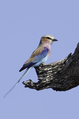 Vorkstaartscharrelaar / Lilac-breasted roller