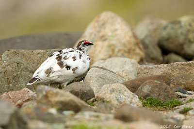 Rock Ptarmigan / Alpensneeuwhoen