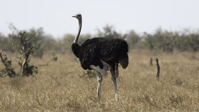Common Ostrich / Struisvogel
