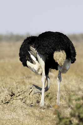 Common Ostrich / Struisvogel