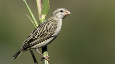 Red-billed Quelea / Roodbekwever