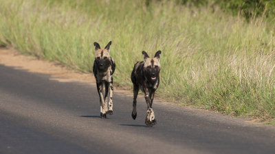 African Wild Dog / Afrikaanse Wilde Hond