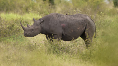Black Rhinoceros / Zwarte Neushoorn