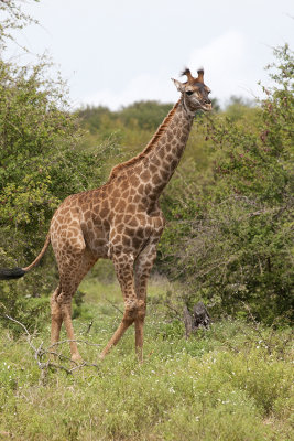 Giraffe / Giraffe