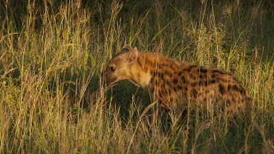 Spotted Hyena / Gevlekte Hyena