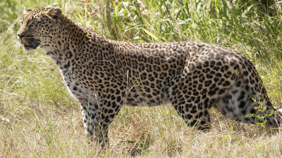 Leopard / Luipaard