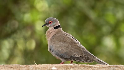 Red-eyed Dove / Roodoogtortel