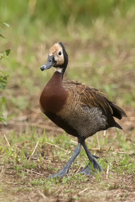 White-faced whistling duck / Witwangfluiteend