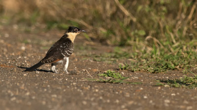 Great spotted cuckoo / Kuifkoekoek