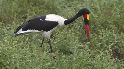 Saddle-billed stork / Zadelbekooievaar