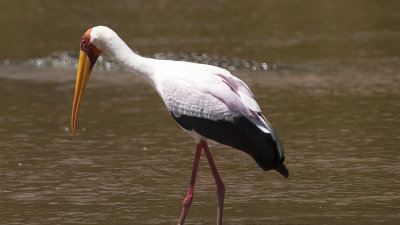 Yellow-billed stork / Afrikaanse nimmerzat