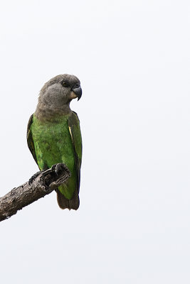 Brown-headed Parrot / Bruinkoppapegaai