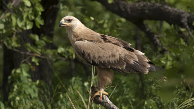 Tawny Eagle / Savannearend