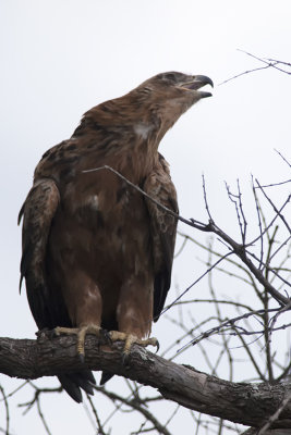 Wahlberg's Eagle / Wahlbergs Arend